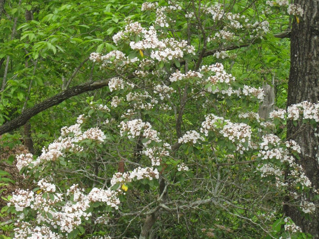 Buffalo Creek Park Mountain Biking Trail-Lake Lure必去景点