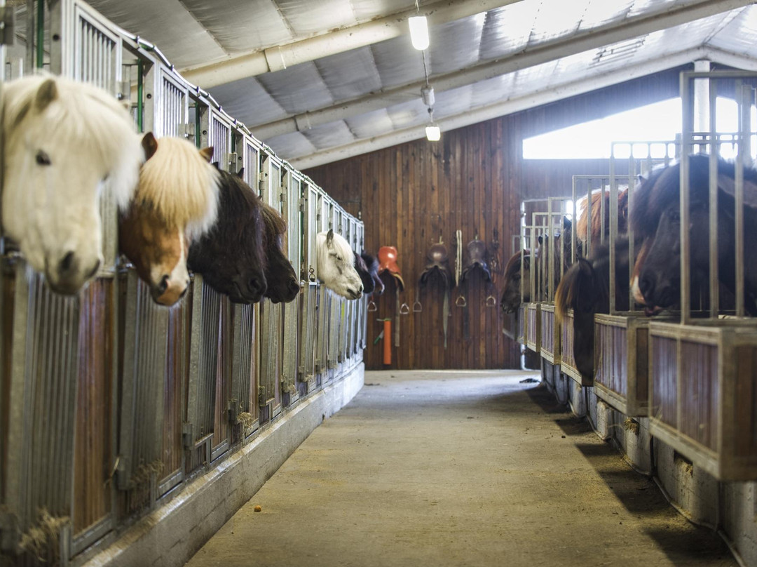 The Icelandic Horse Park Fákasel-Thorlakshofn必去景点