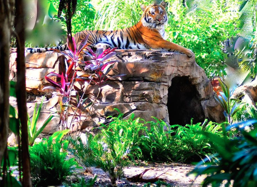 Palm Beach Zoo & Conservation Society景点图片