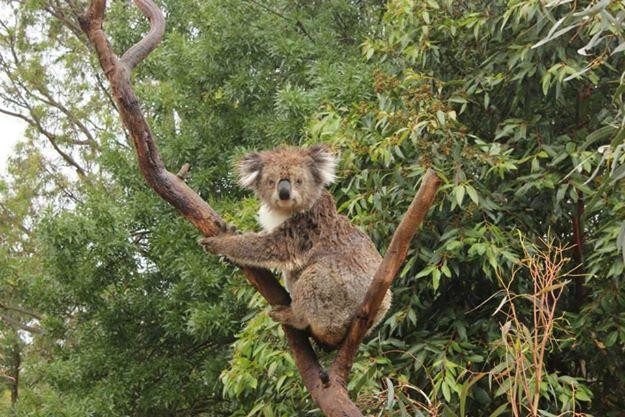 Jirrahlinga Dingo Conservation & Wildlife Education Centre景点图片