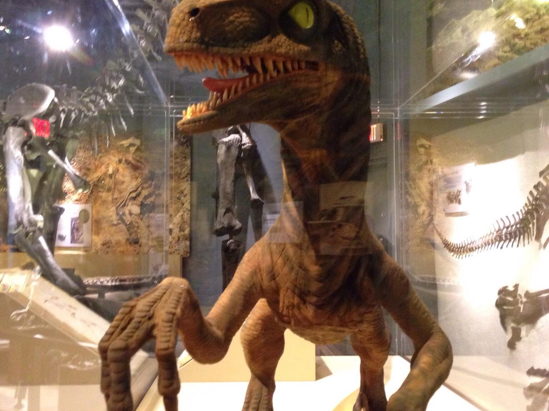 Raymond M. Alf Museum of Paleontology景点图片