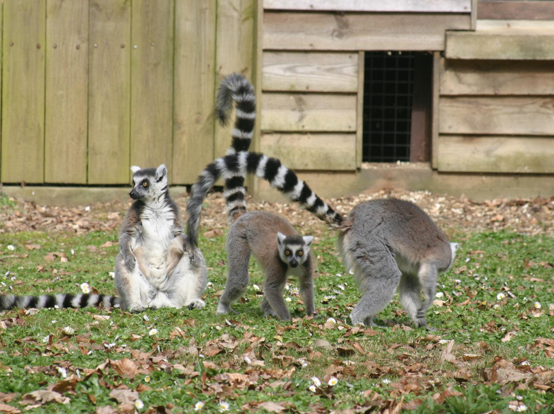 Parc Animalier Saint Martin景点图片