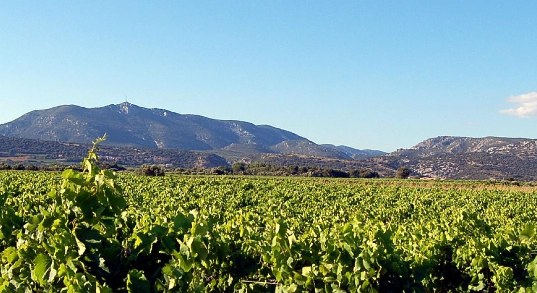 Domaine Virgile Joly景点图片