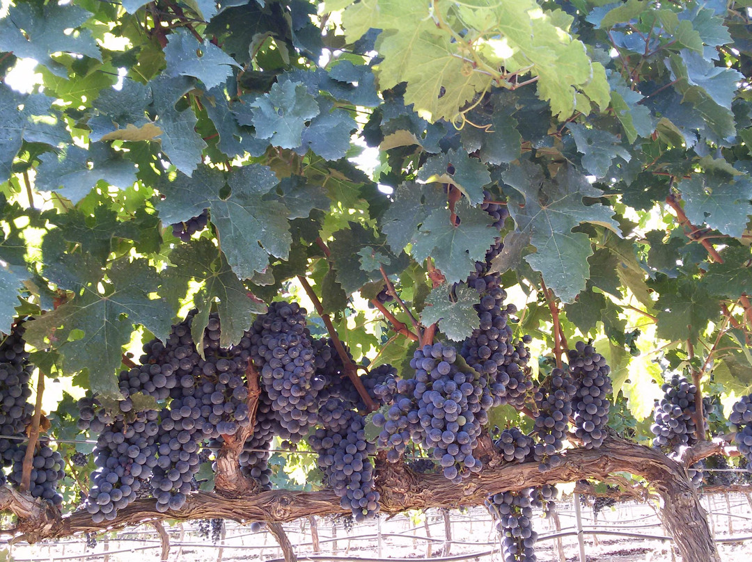 Tenuta Merico