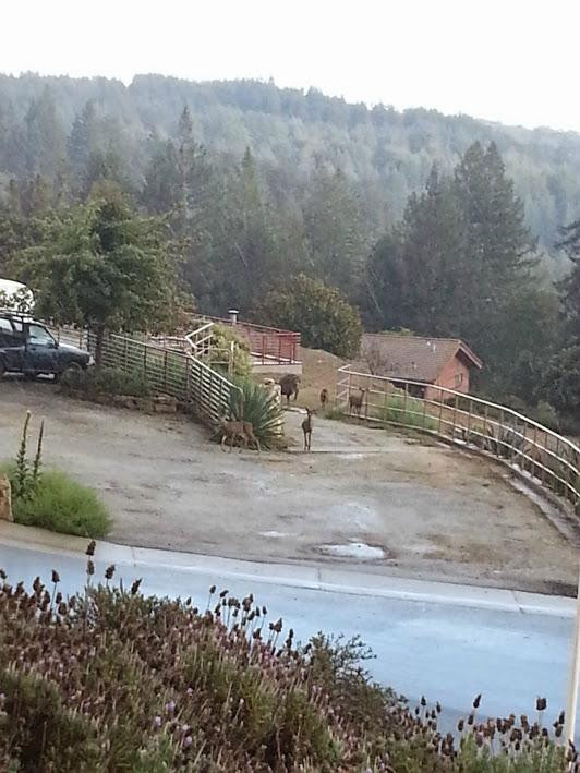 Sankat Mochan Hanuman Temple-沃森维尔必去景点