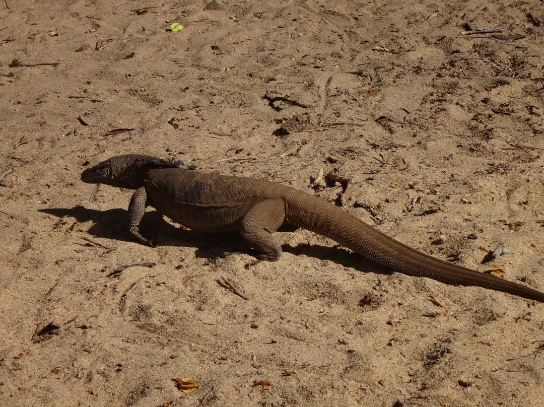 Yala Green Safari Tours-蒂瑟默哈拉默必去景点