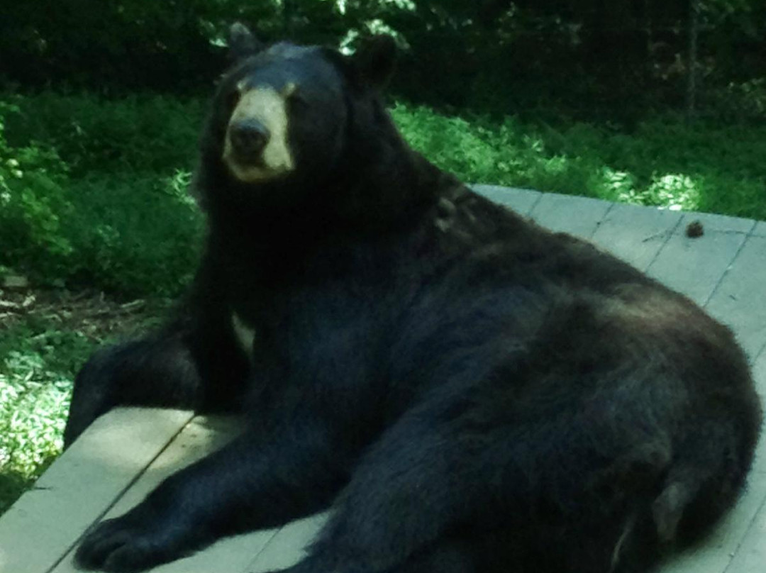 Bear Hollow Zoo-阿森斯必去景点