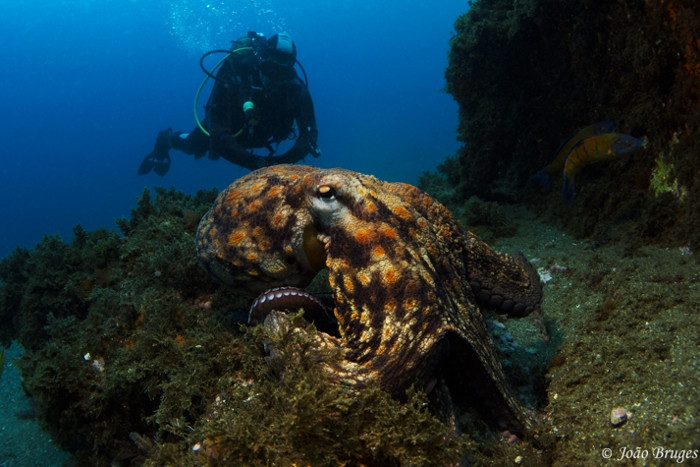 Octopus Diving Center-Praia da Vitória必去景点