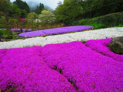 Takidani Hanashobu Garden景点图片