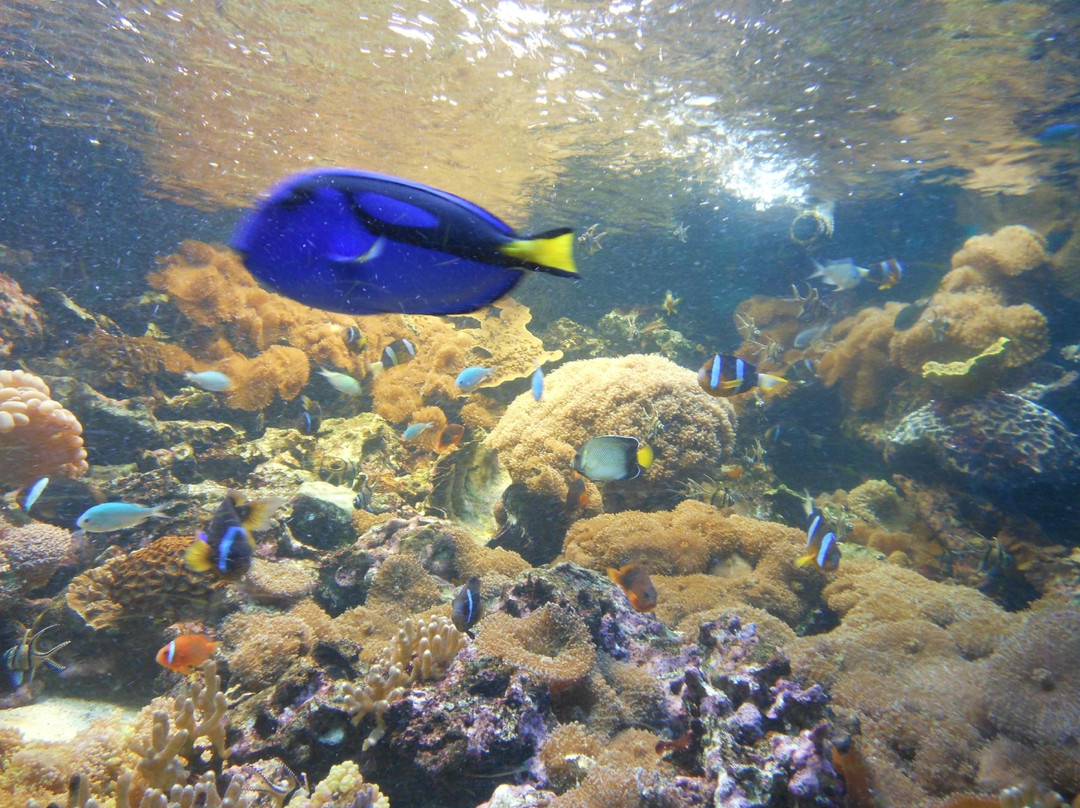 Parc Phœnix-尼斯必去景点