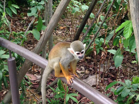 河川生态园-新加坡必去景点