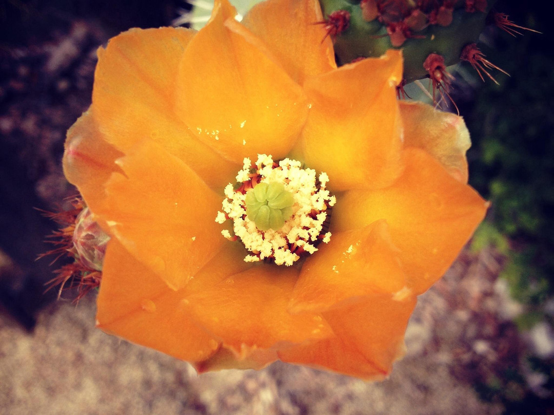 Mission San Francisco Solano景点图片