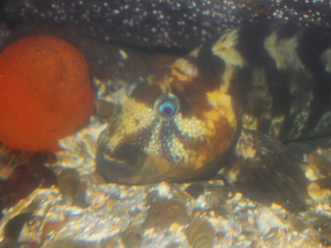 Acuario y Museo Facultad de Ciencias del Mar-Coquimbo必去景点