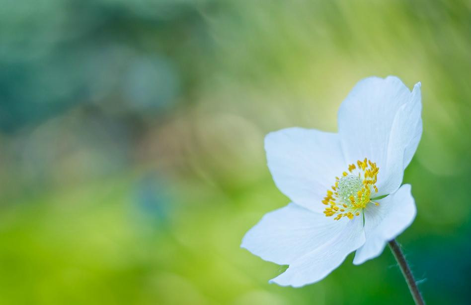 Greenland Garden Centre-舍伍德公园必去景点