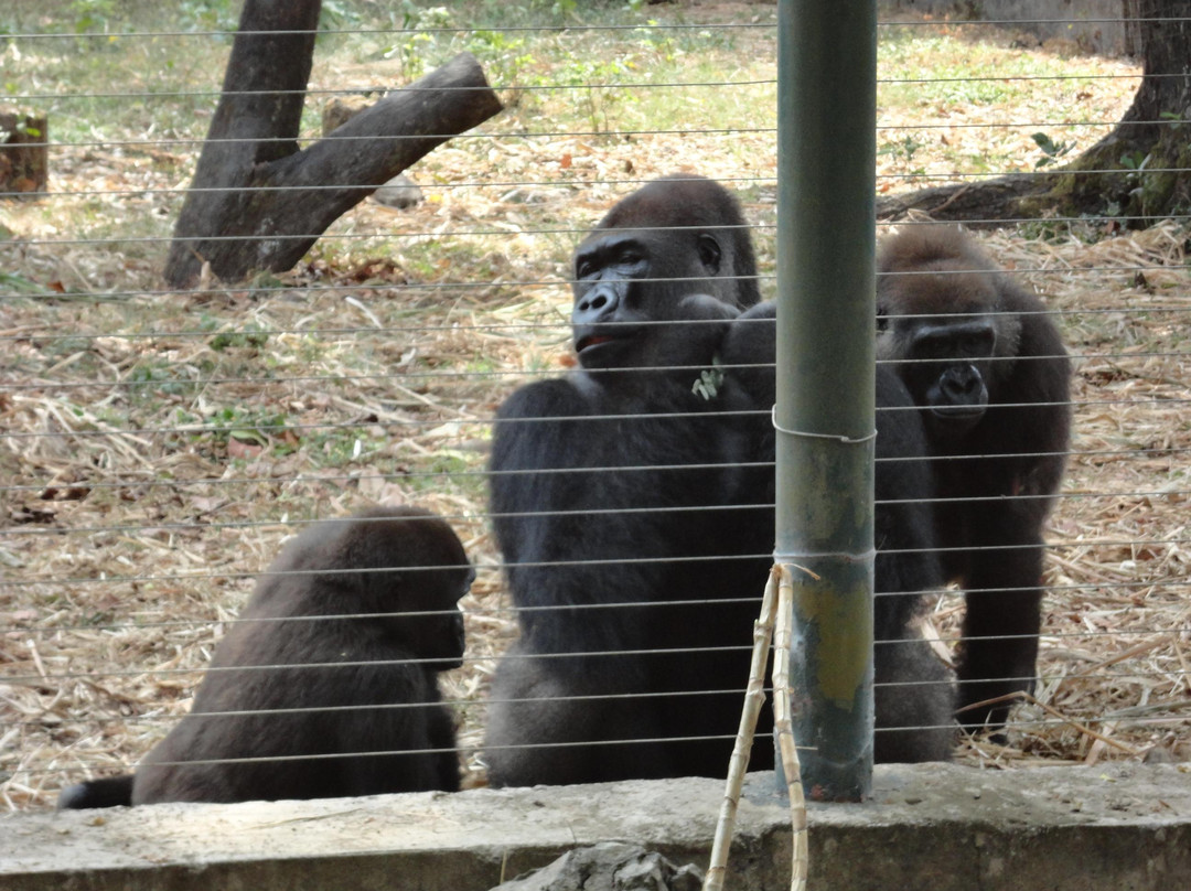 Limbe Wildlife Centre-林贝必去景点