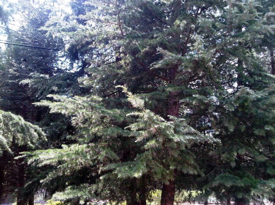 Biriya Forest-萨法德必去景点