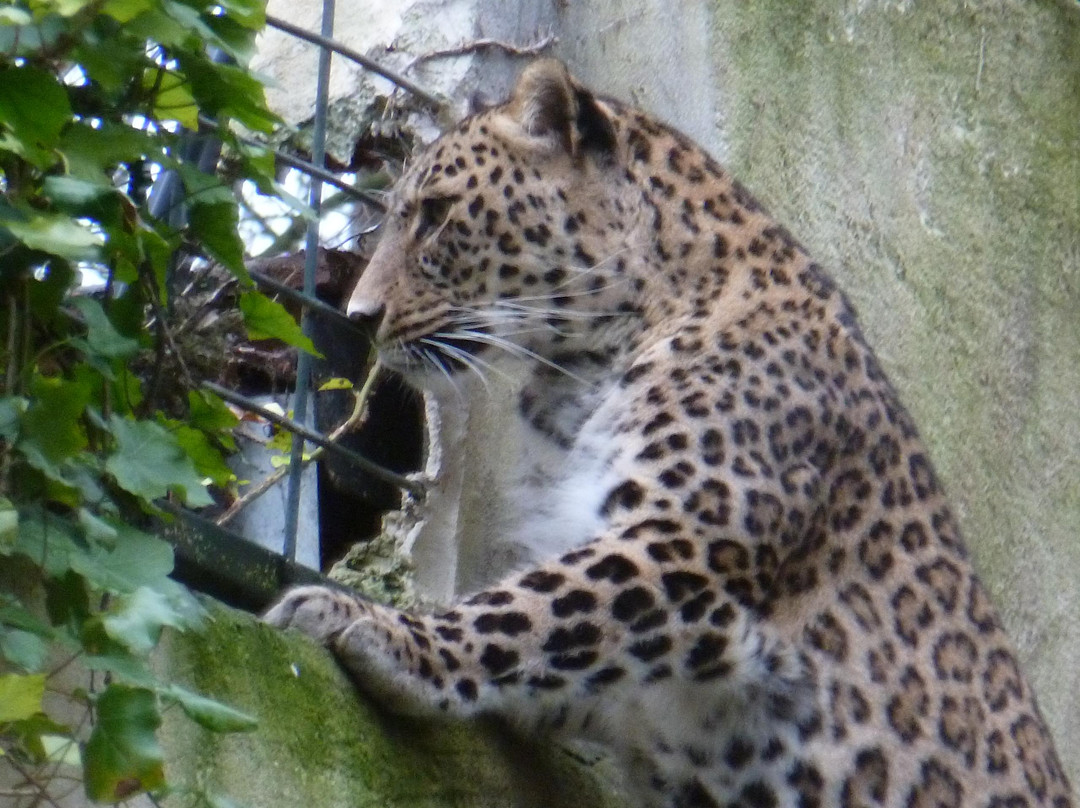 ZooParc de Beauval-圣艾尼昂必去景点