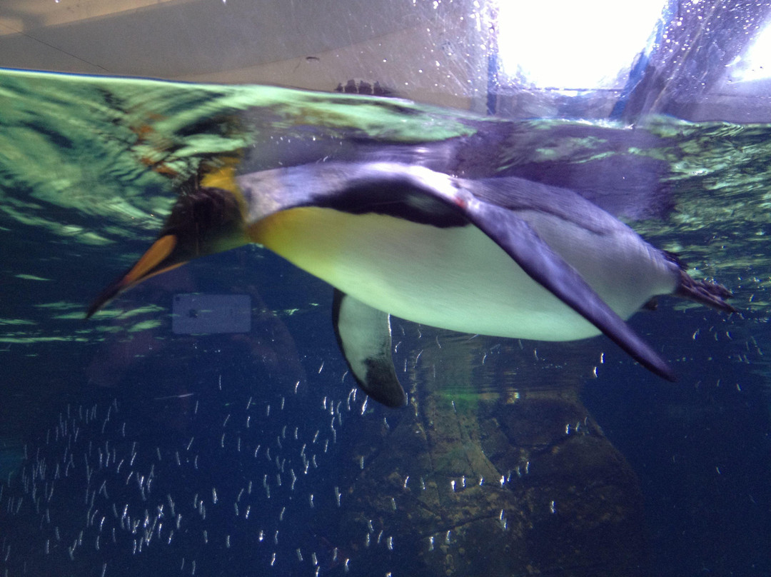 墨尔本水族馆-墨尔本必去景点