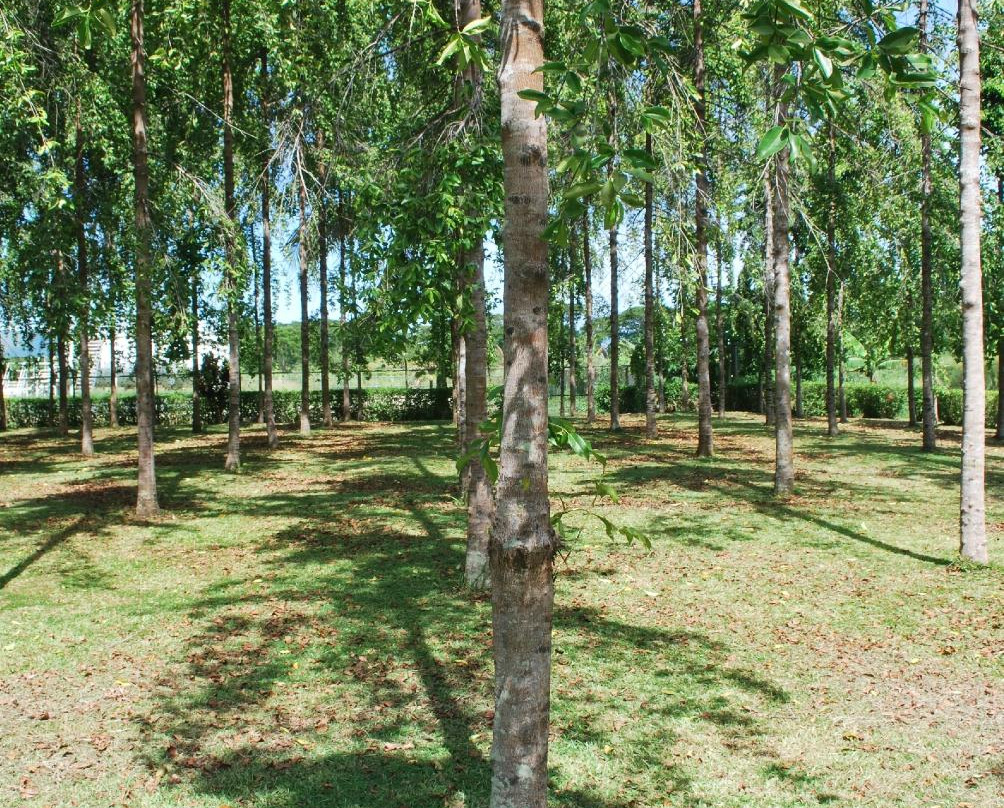 Solomon Islands Memorial Garden景点图片