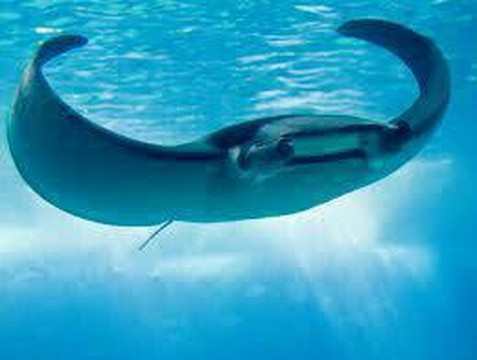 Crystal Divers-沙努尔必去景点