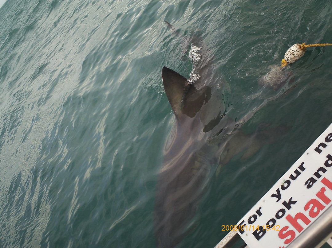 White Shark Safaris-干斯拜必去景点