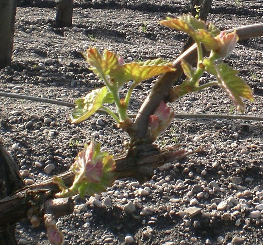 Château Méric et Chante l'Oiseau-La Brede必去景点
