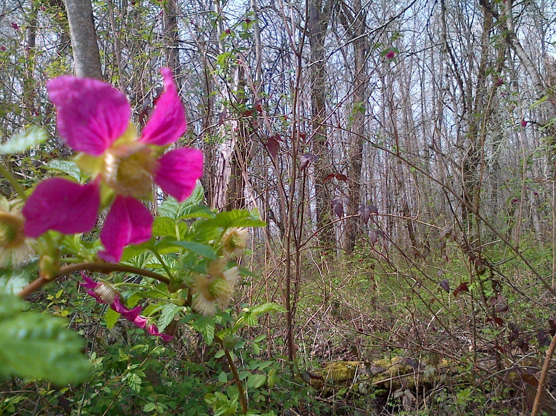 Minto-Brown Island Park-塞勒姆必去景点