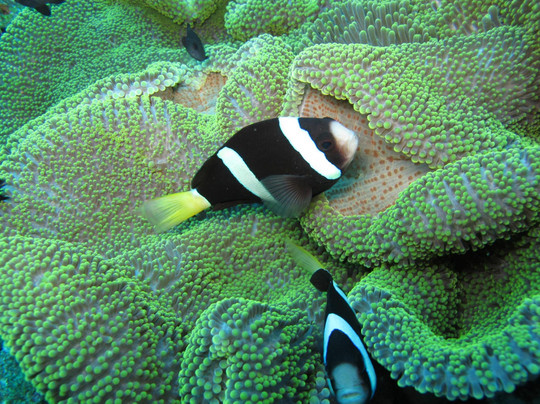 Bali Aqua Diving-沙努尔必去景点