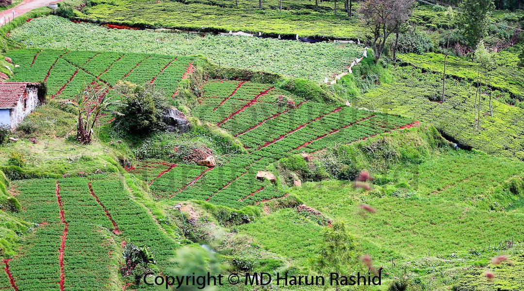 Nilgiri Mountain Railway景点图片