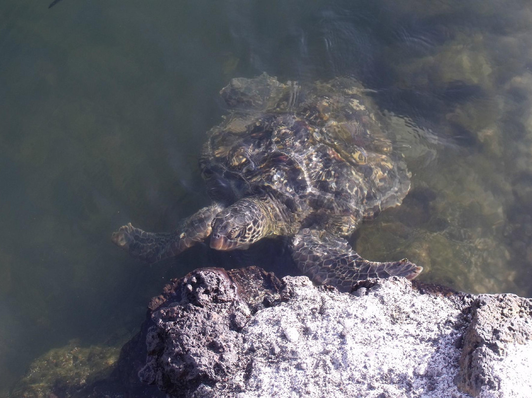 Swimming with Turtles-萨瓦伊岛必去景点