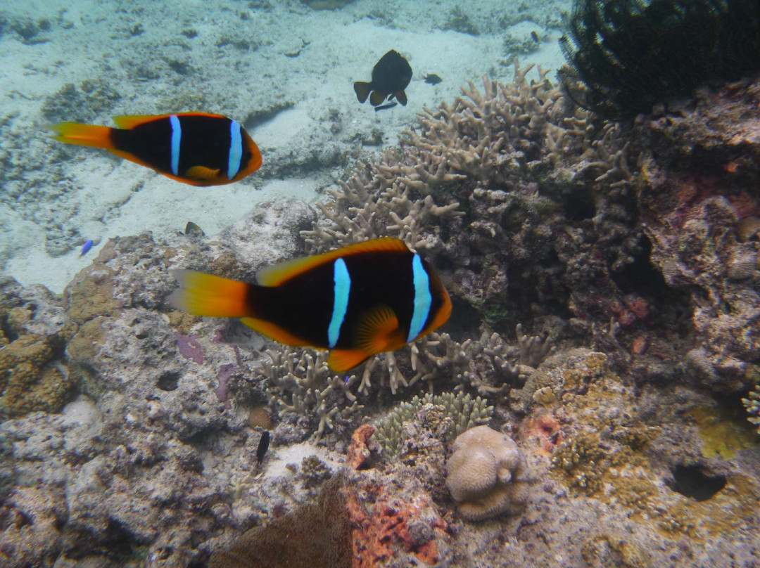 Hakau Adventures Day Cruises-Neiafu必去景点