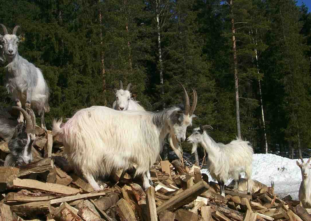 Gidea Goat景点图片