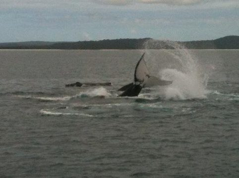Freedom Whale Watch-赫维湾必去景点