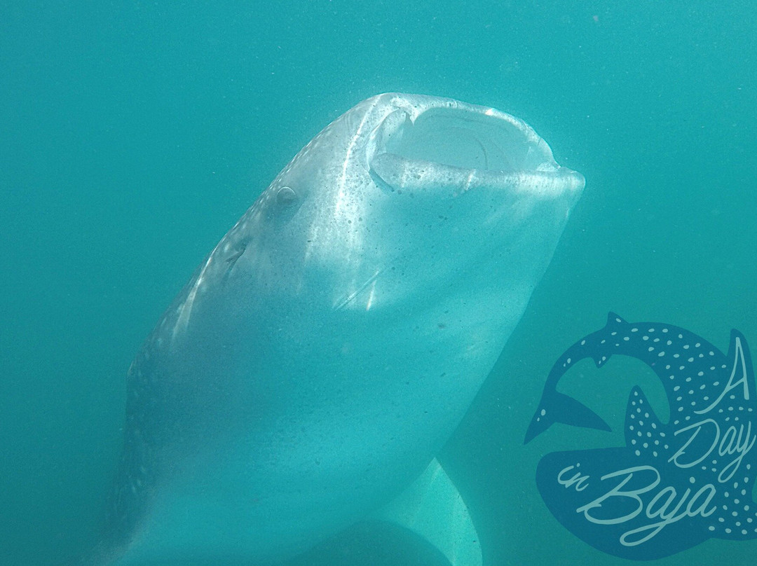 A day in baja-拉巴斯必去景点