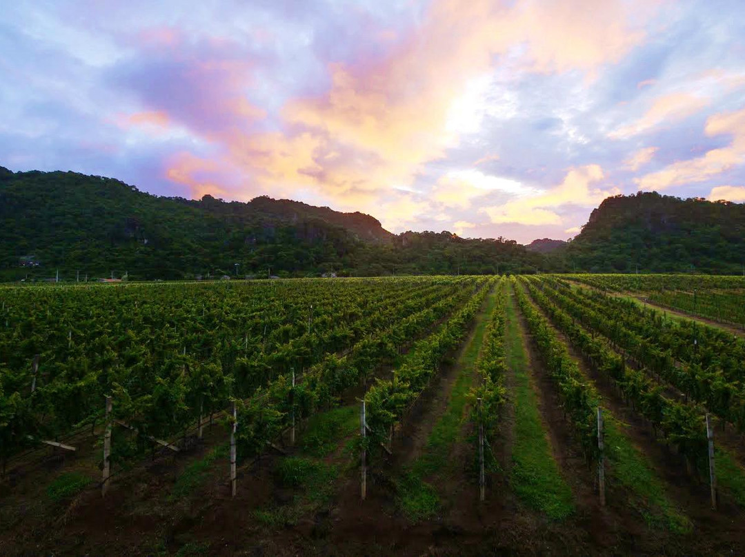 GranMonte Vineyard景点图片