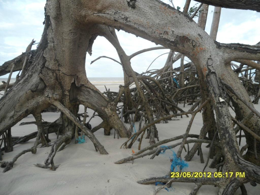 Araruna Beach-Soure必去景点