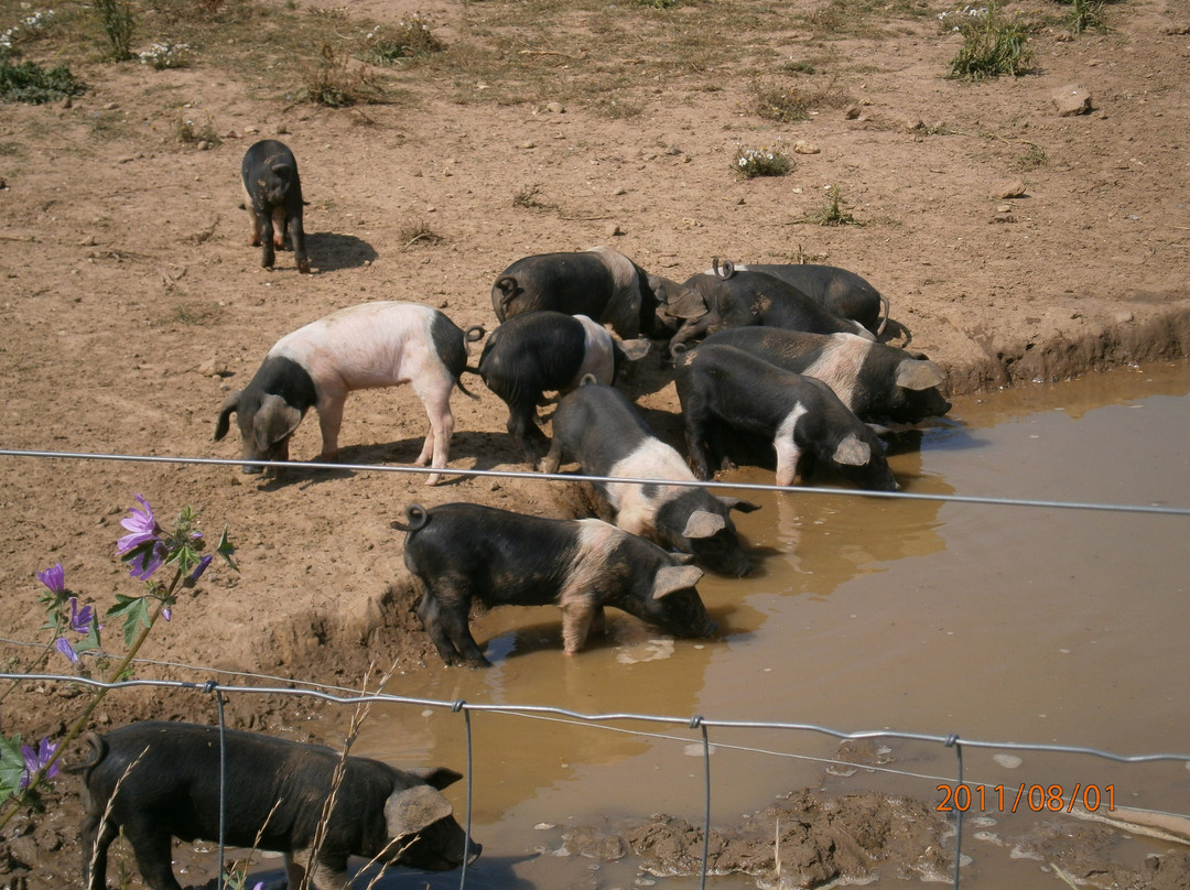 Jimmy's Farm & Wildlife Park景点图片
