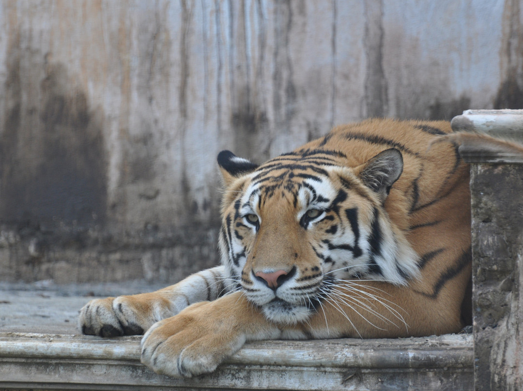 Batu Secret Zoo (Jawa Timur Park 2)-巴图必去景点