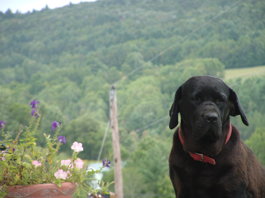 Dog Mountain Home of Stephen Huneck Gallery-圣约翰斯伯里必去景点