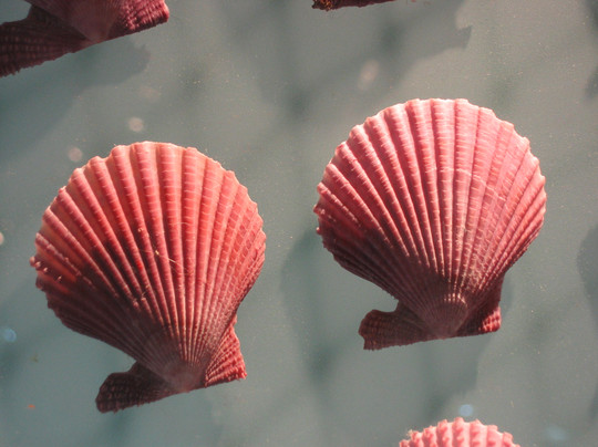 大连贝壳博物馆-大连市必去景点