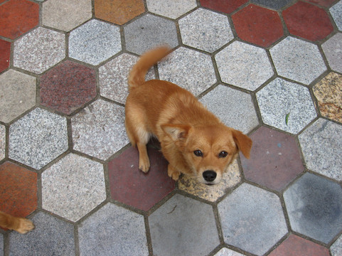 花田厝客栈主图