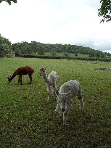 Islington Farm Bed & Breakast