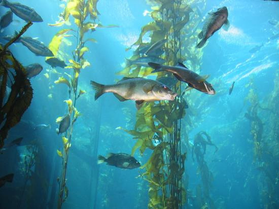 蒙特利湾水族馆-蒙特雷必去景点