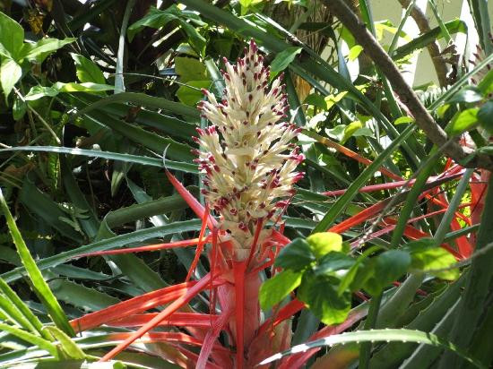 Audubon House & Tropical Gardens-基韦斯特必去景点
