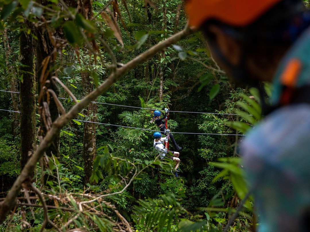 Treetops Cape Tribulation-Cape Tribulation必去景点