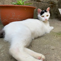 caicaiin