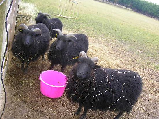 Wickliffe House-客卧