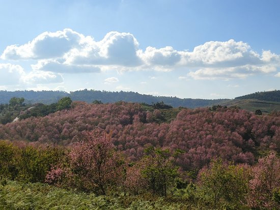 Phu Lom Lo景点图片