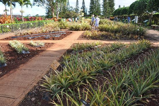 杜尔凤梨园-瓦西瓦必去景点