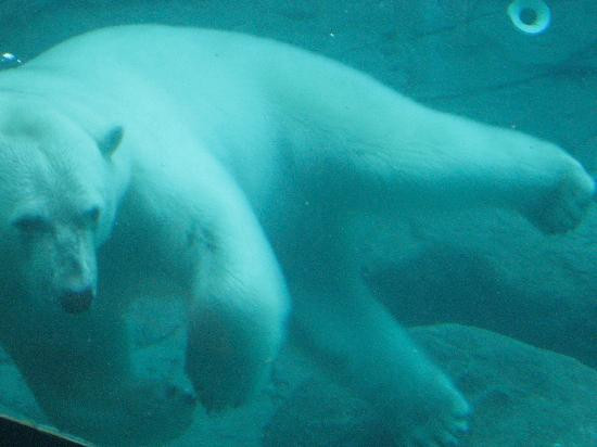 Cochrane Polar Bear Habitat-Cochrane必去景点